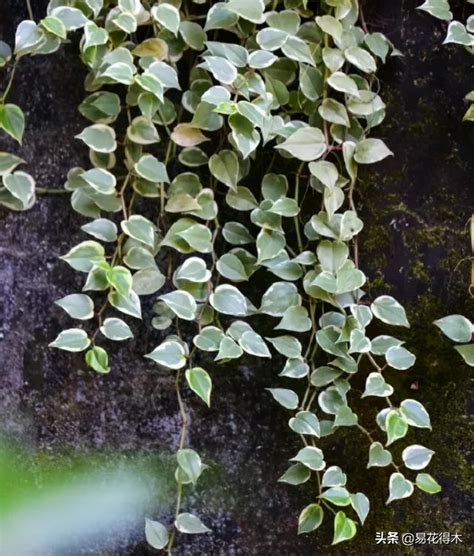 椒草種類|[椒草] 常见的18种椒草